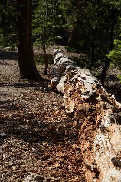 DSC_3510 (Large).JPG